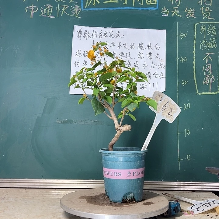 当前无花栽培后可以开花造型 加州黄金 762