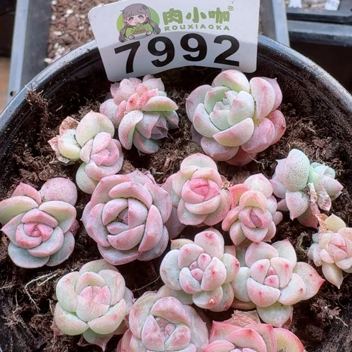 多肉植物多肉植物