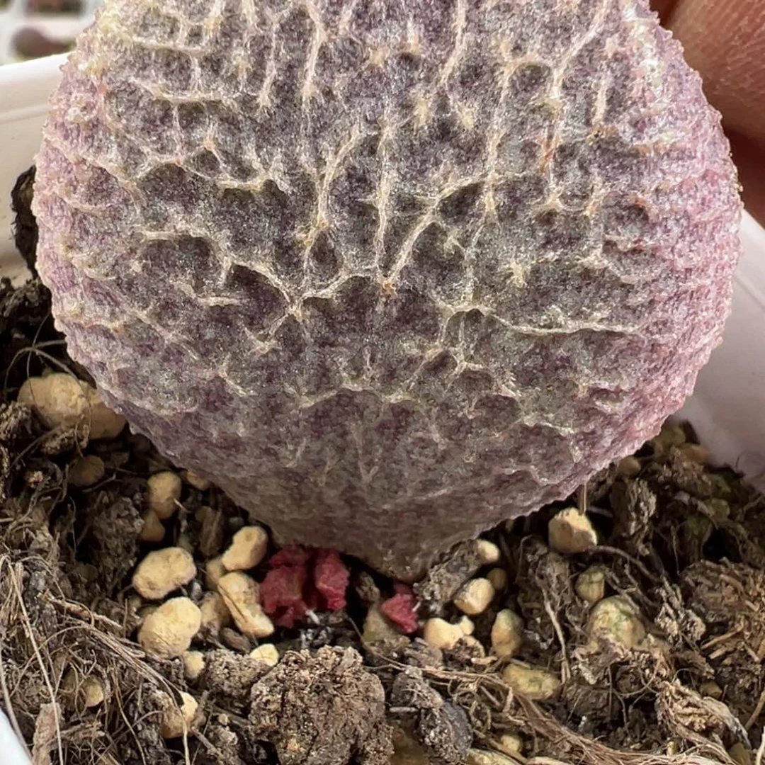 超大母叶猪肝大胖子