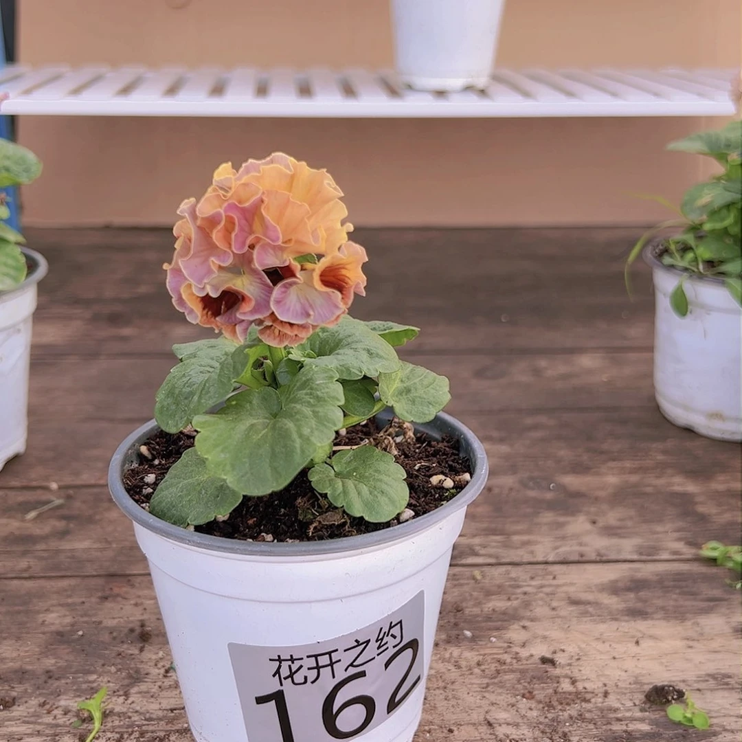 【闪购商品】完全开放162号