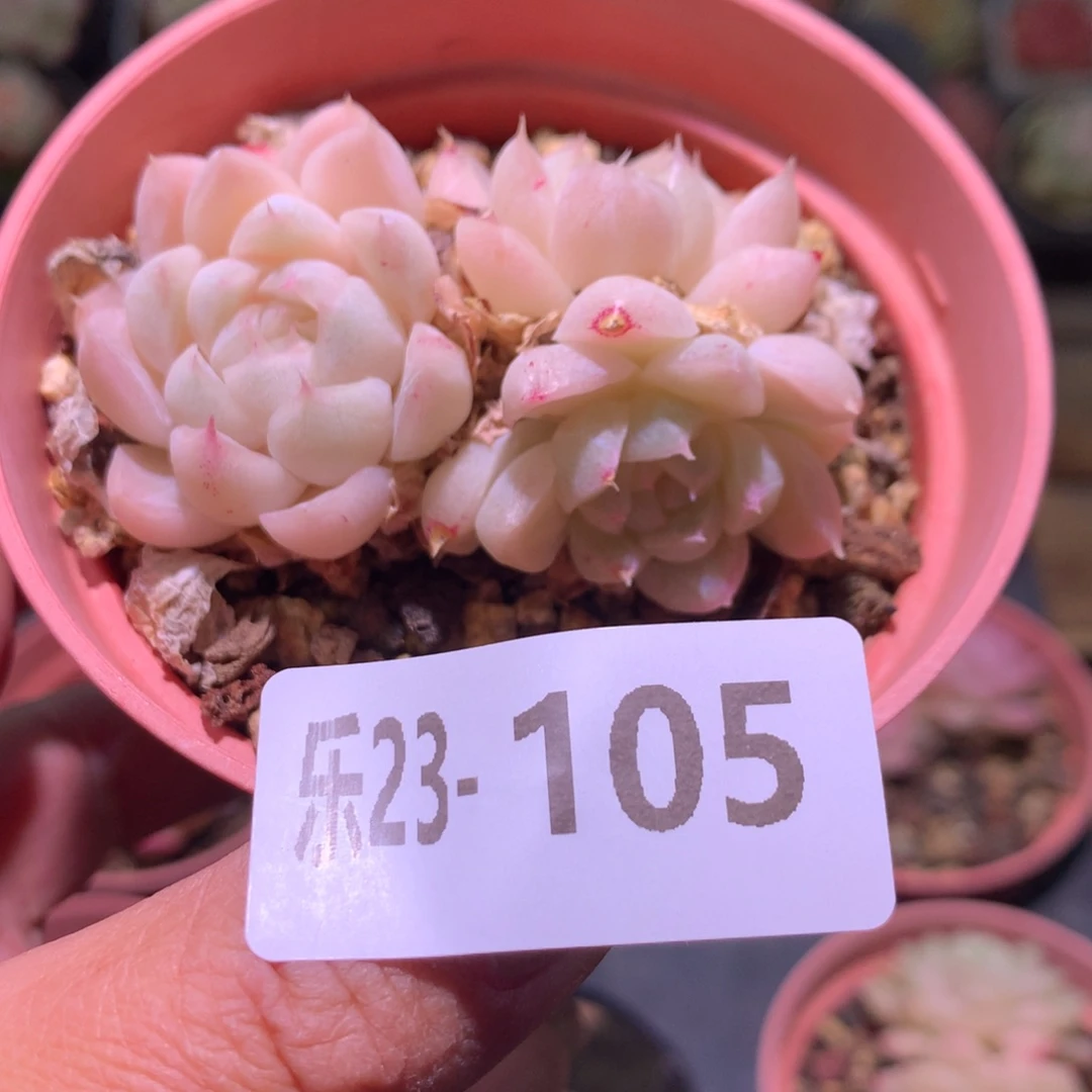 乐然23-105 麦秆群