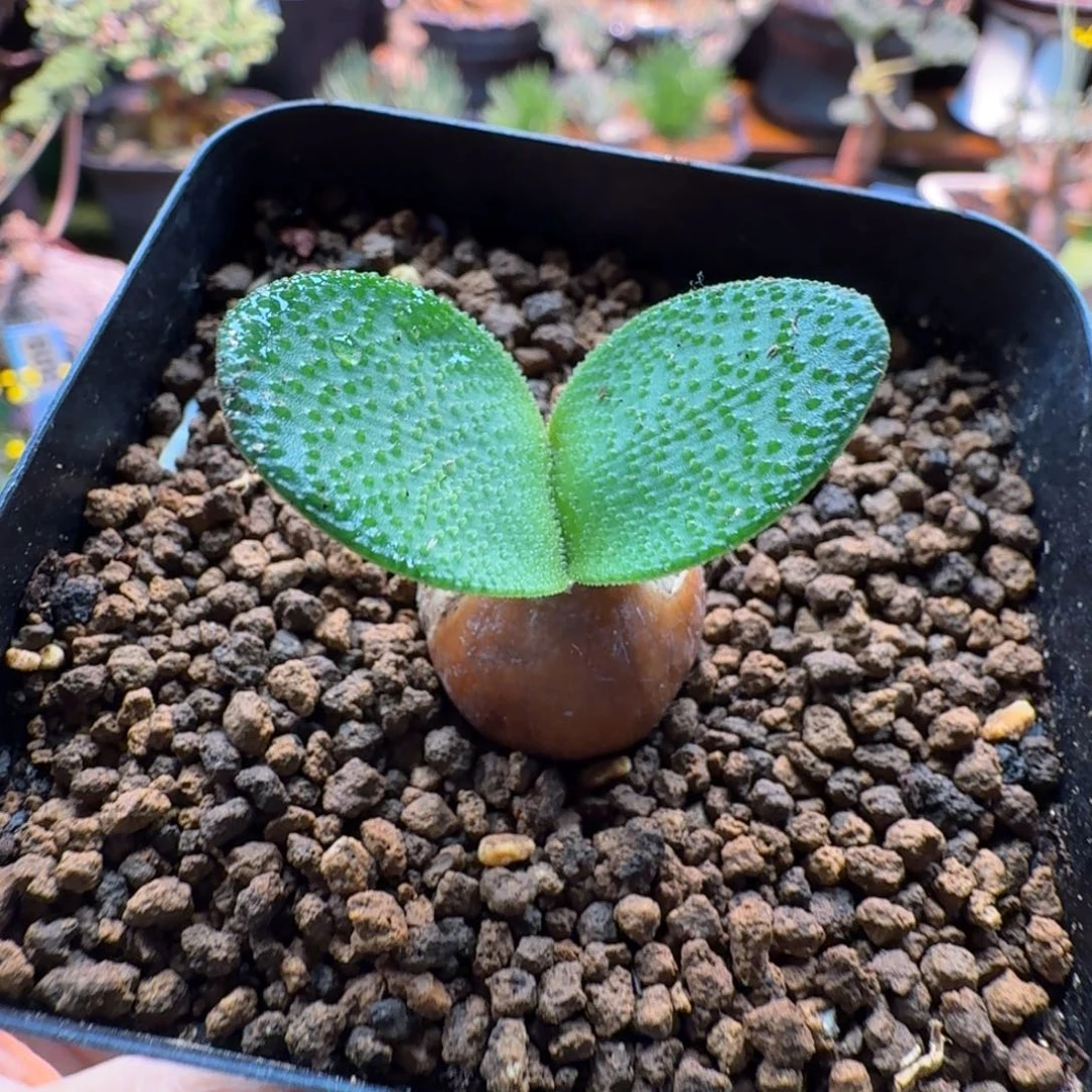 泡泡叶钢锉灯台百合969