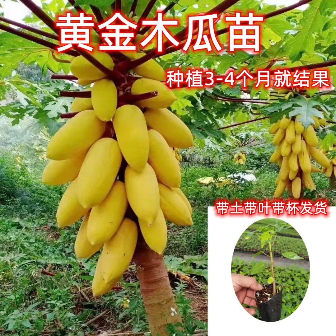 【开年福利价】矮化黄金冰糖红心红肉水果木瓜果苗盆栽地栽庭院种植