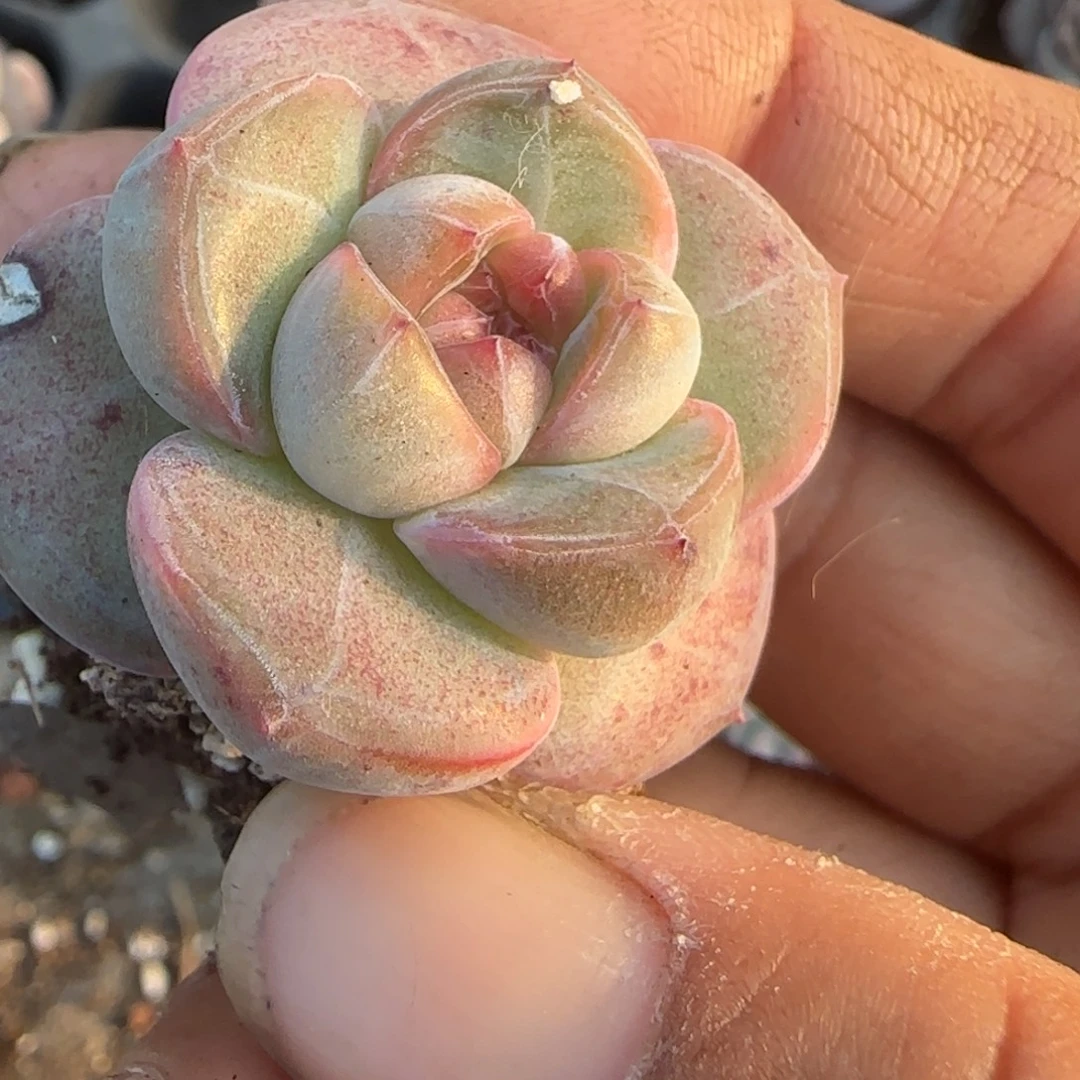 小卡拉米糖心一物一拍
