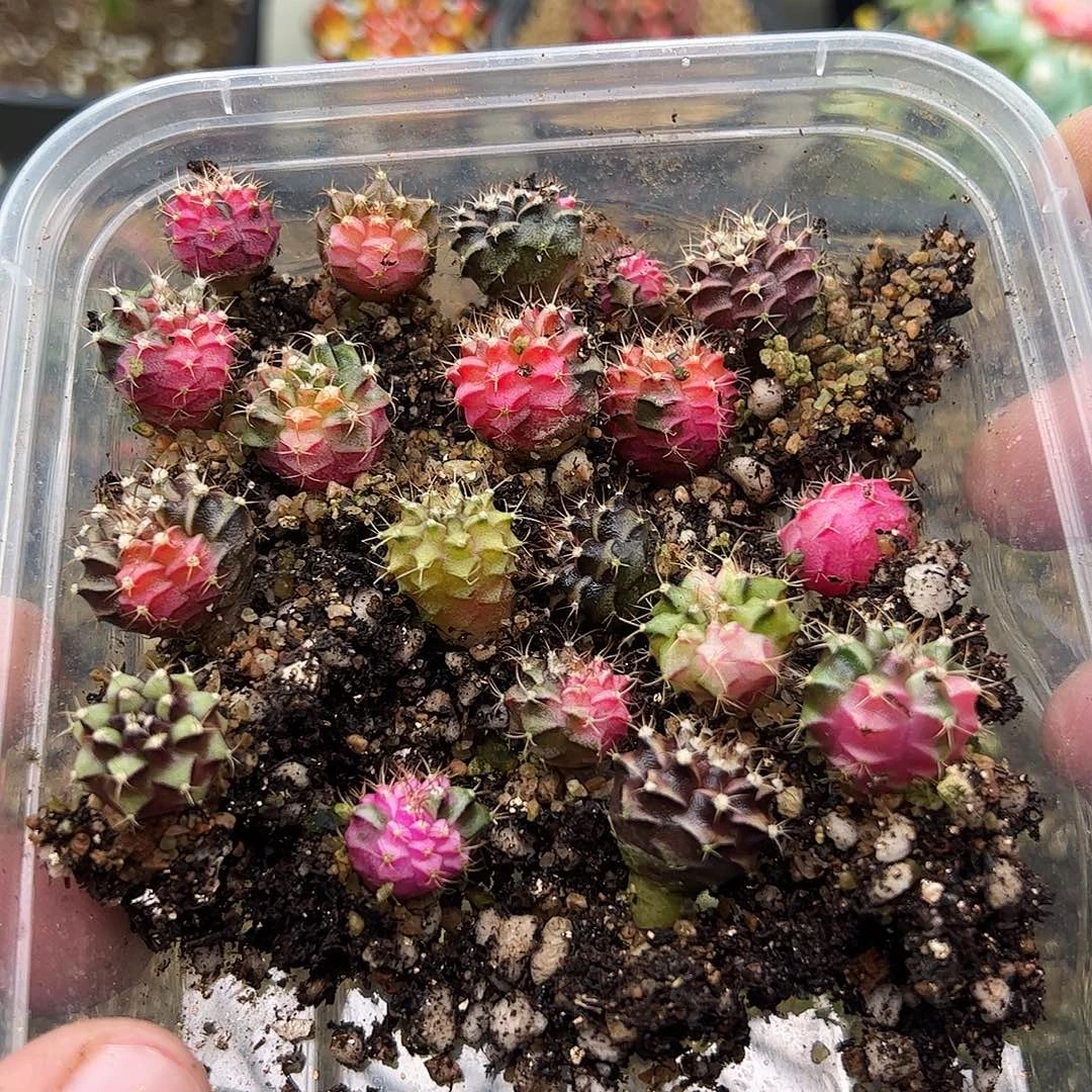 当前无花朵，栽培后可花朵503