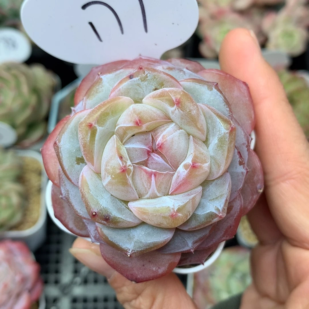 紫星河珍妮单头177