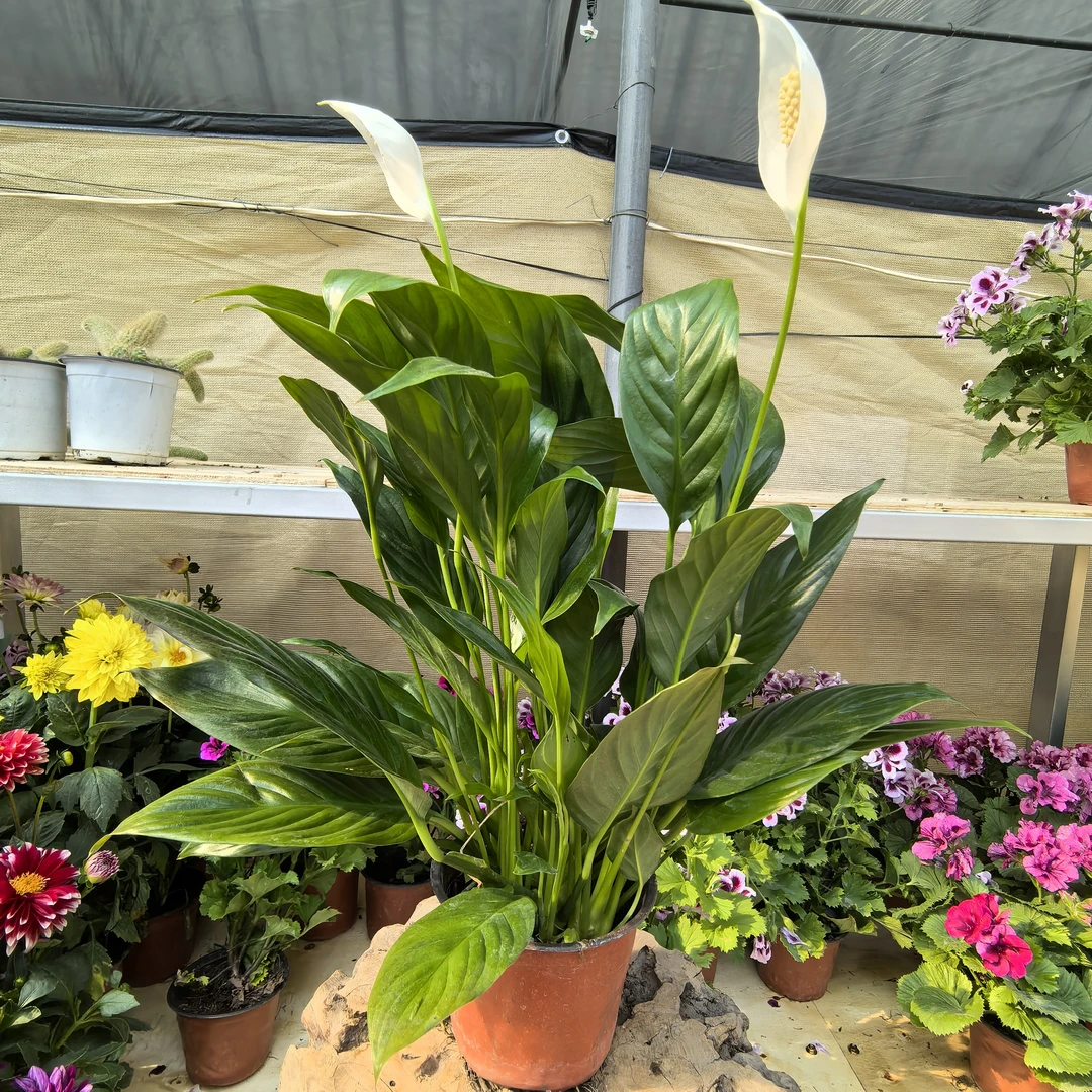 【小黄家】白掌盆栽一帆风顺水培植物室内四季开花净化空气除甲醛