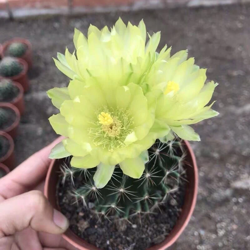 实生绿花龙王仙人球盆栽绿植仙人掌多肉植物好养易活可开黄绿色花
