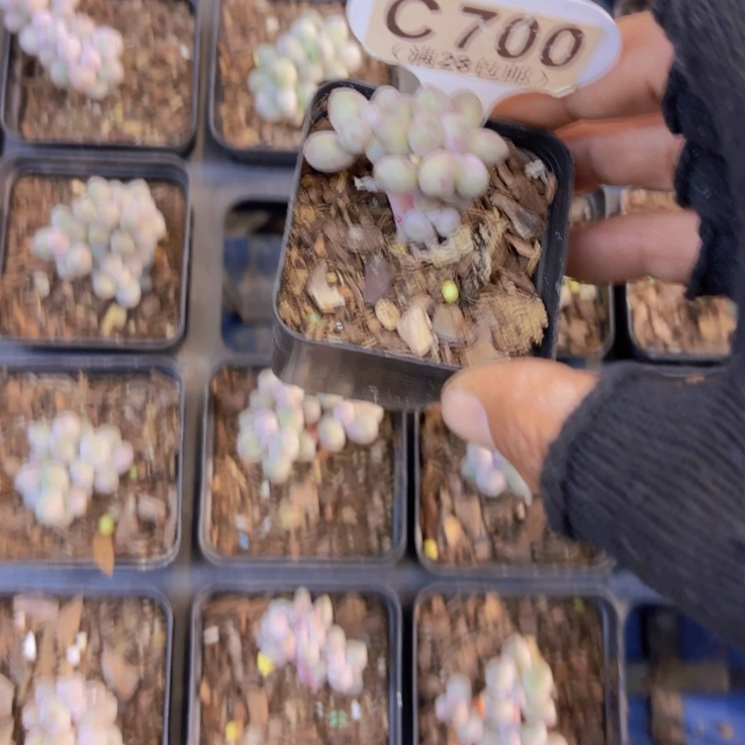 。***。C700仙子奶一物一拍