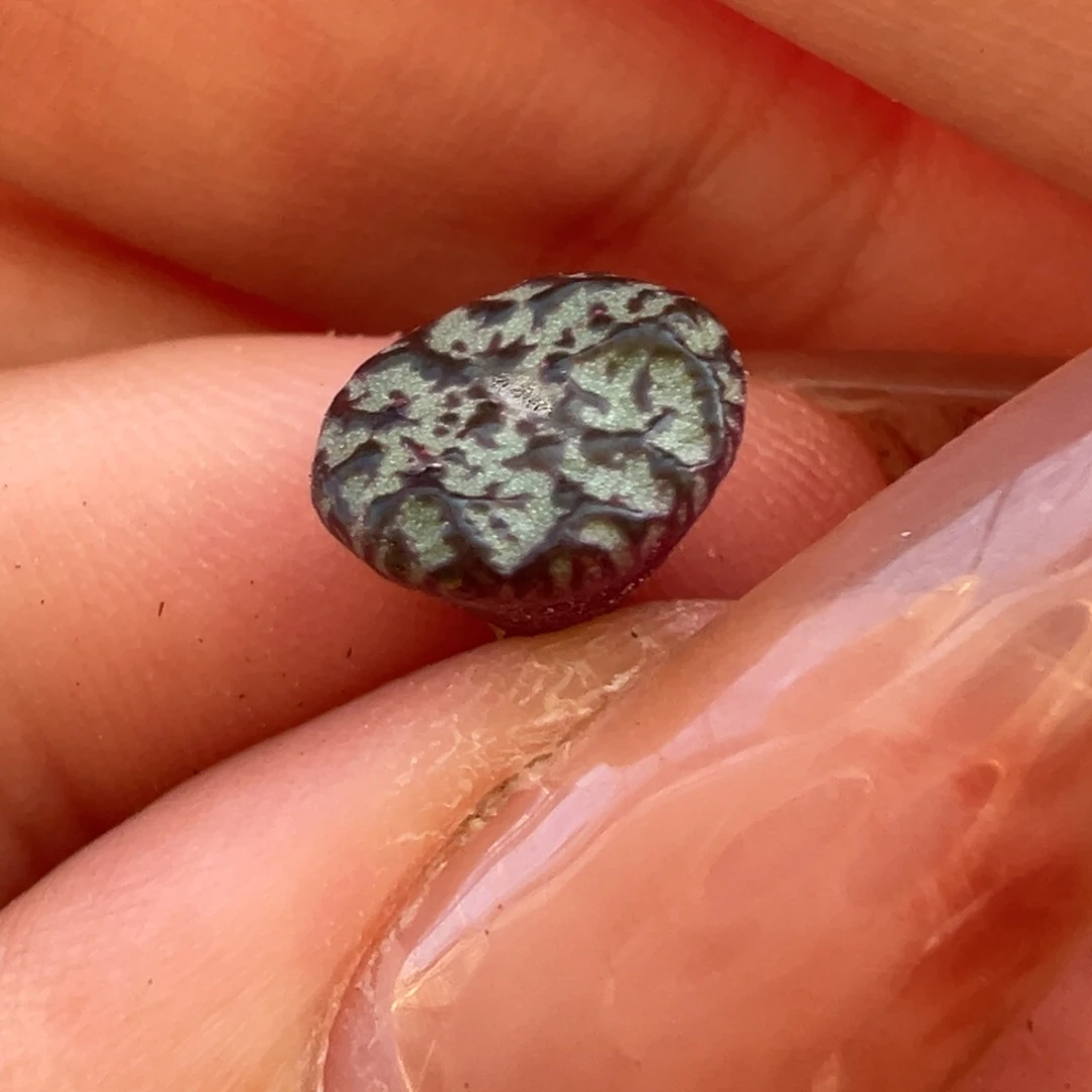 大肌肉毒液安贞多肉