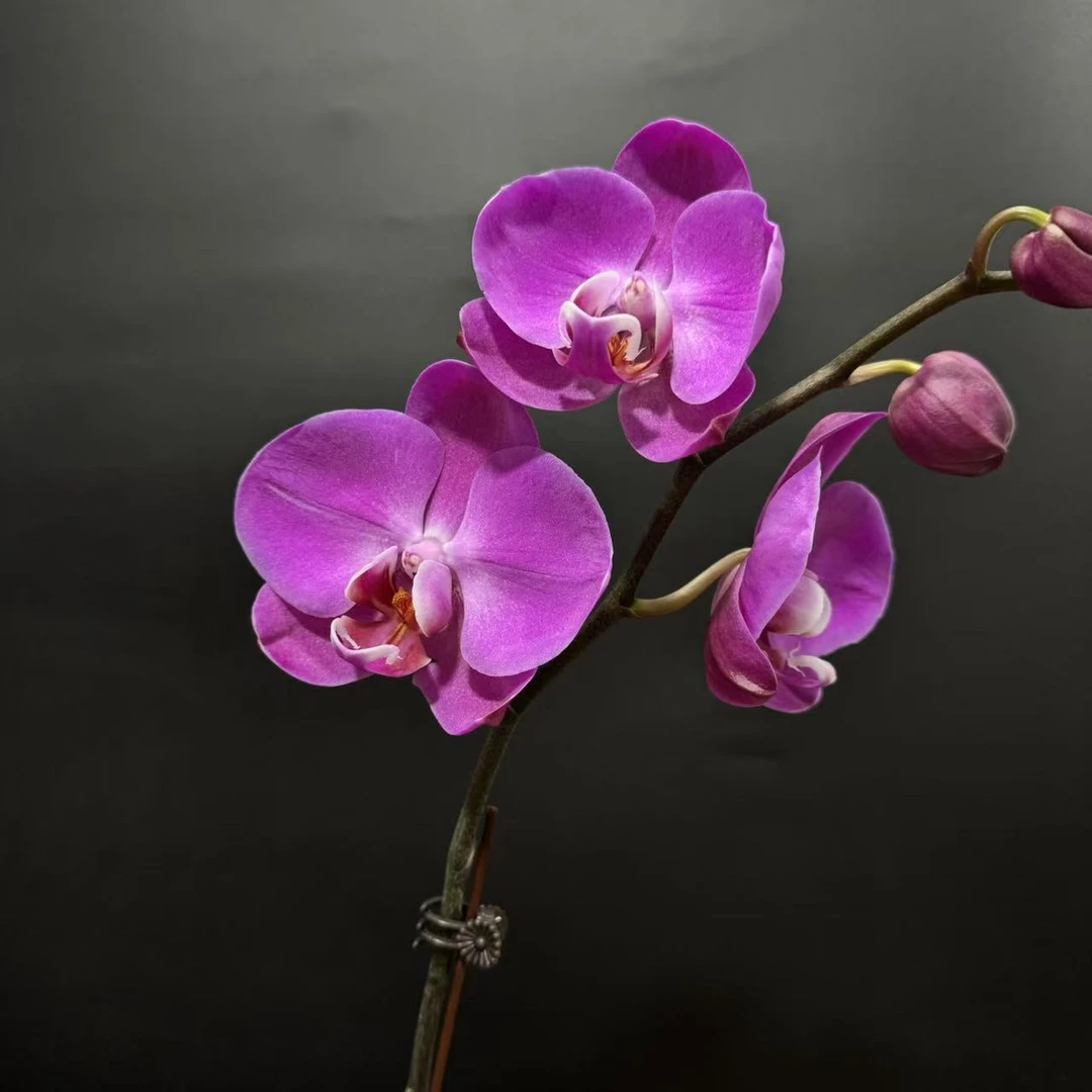 蝴蝶兰[2015]带花带苞室内高端盆栽花卉昆明直发