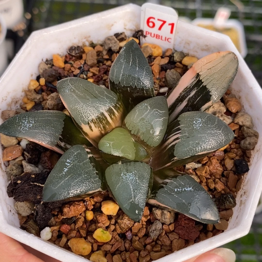 671克十二卷多肉植物