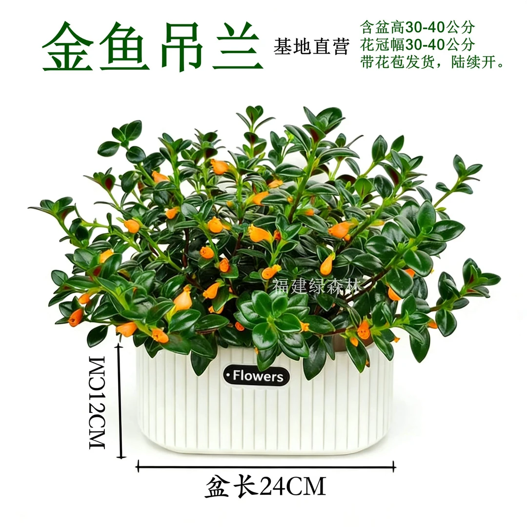 金鱼吊兰盆栽苗植物四季观花观叶室内外办公室阳台带小花苞好养