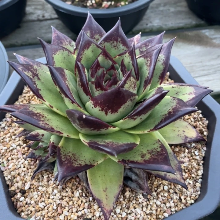 翡翠绿底小孤品11111