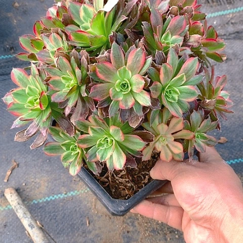 119安娜多肉植物