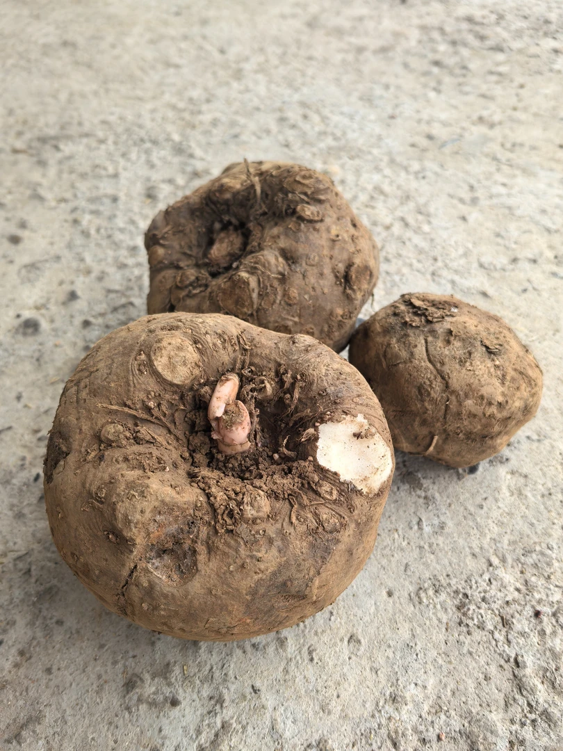 老品种土灰菜魔芋