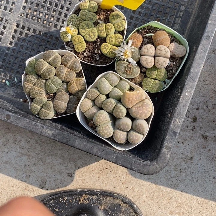 淑***姗生石花等植物的生长818