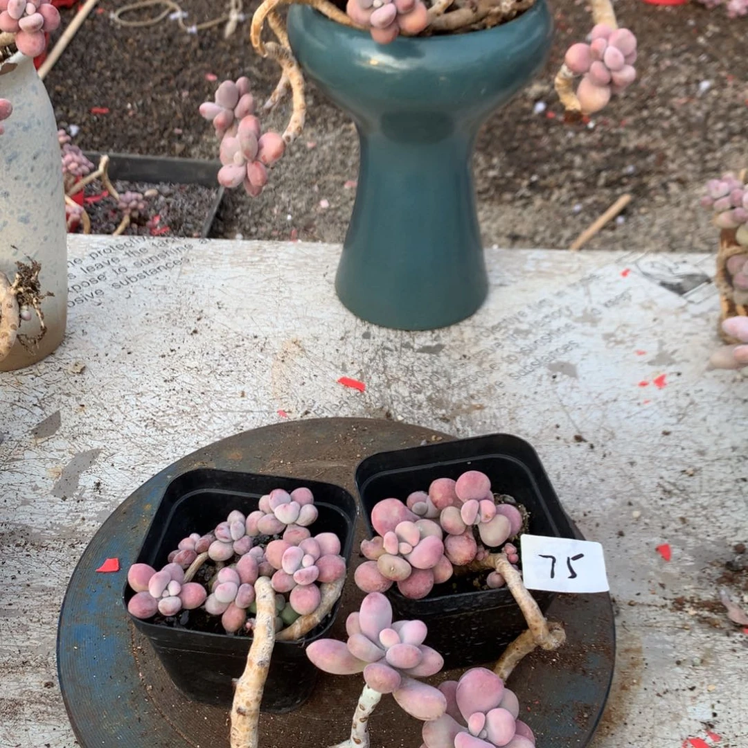 桃蛋老桩不带盆75号