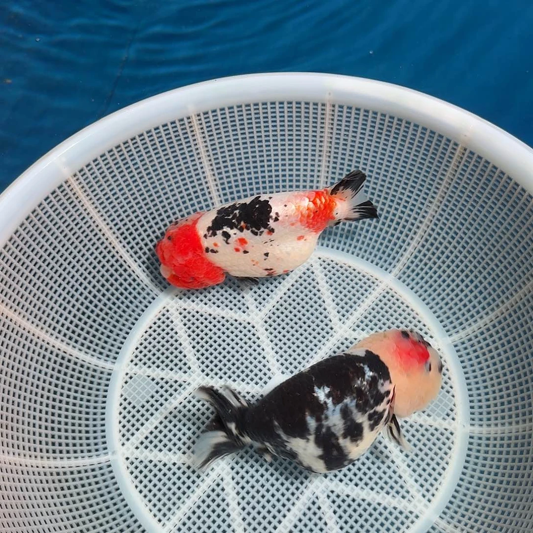 海水两只打包顺丰包邮