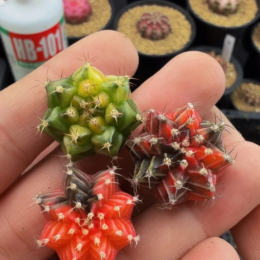 当前无花朵，栽培后可花朵293