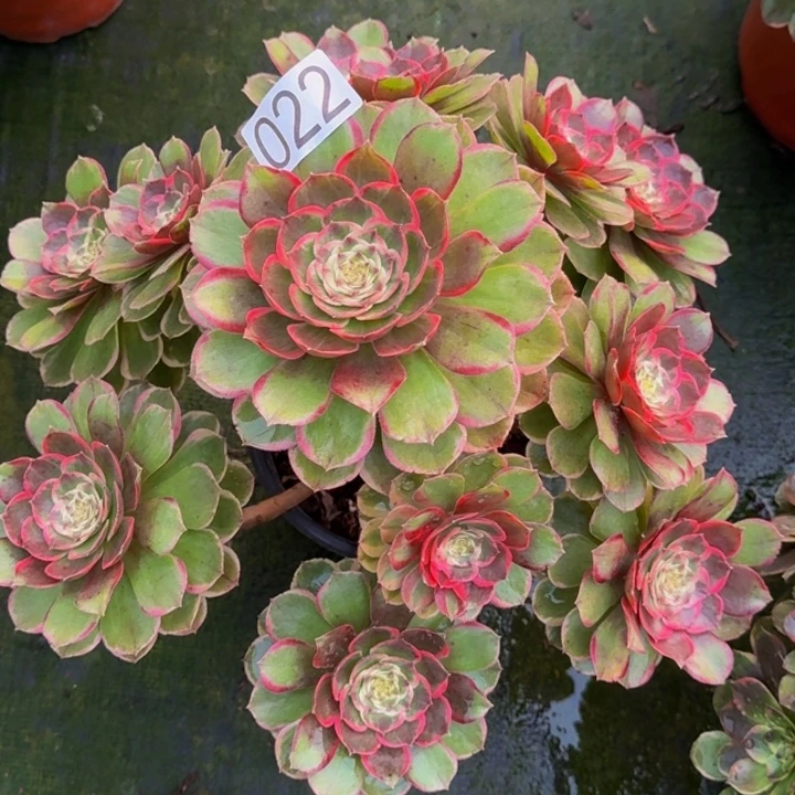 0000000022粉花妖多肉植物