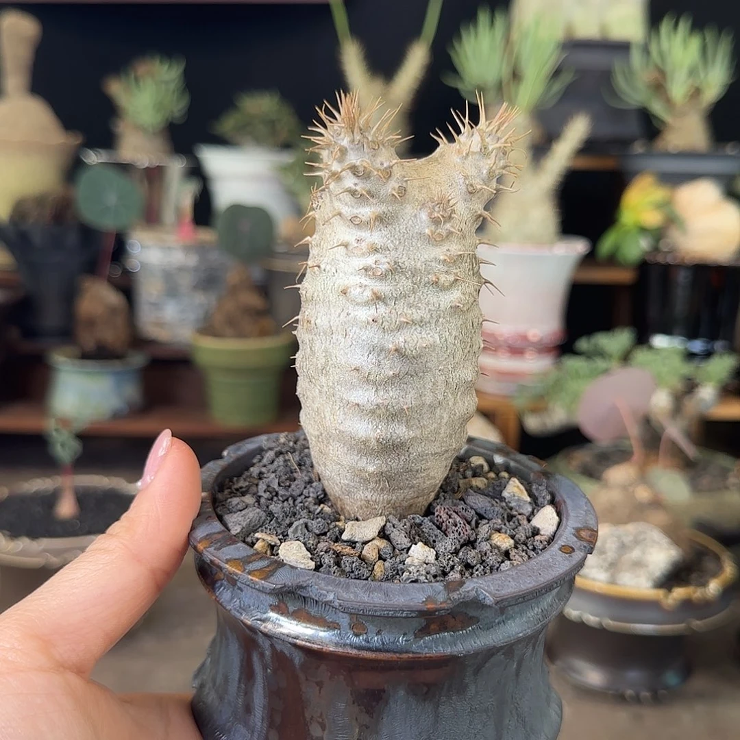 一物一拍实生象牙宫41