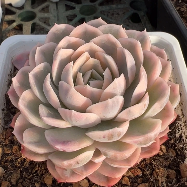 墨西哥雪球锦元旦福利锦