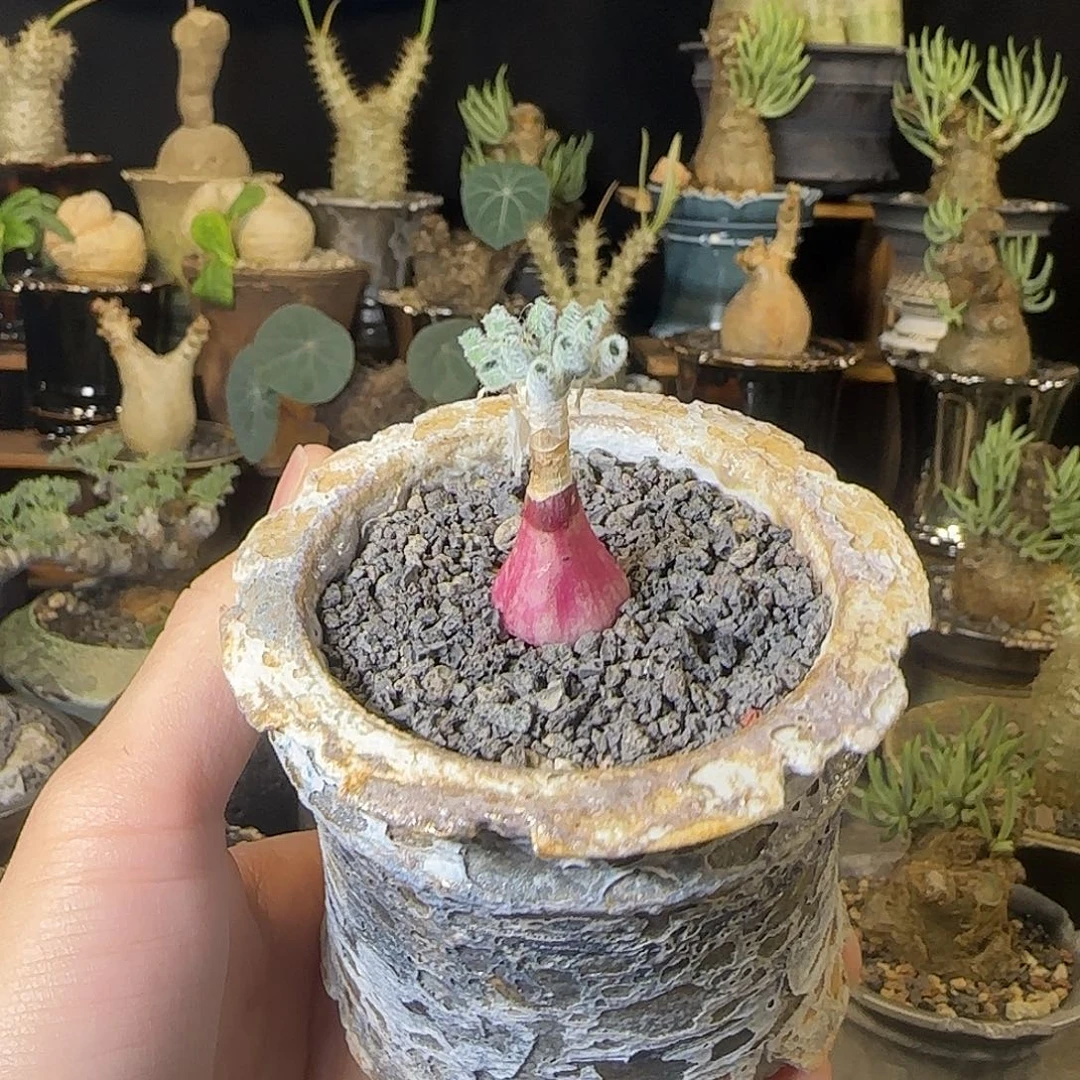 一物一拍弹簧草gl 268