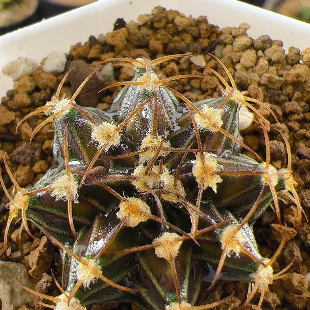 大部分开放少量花苞035