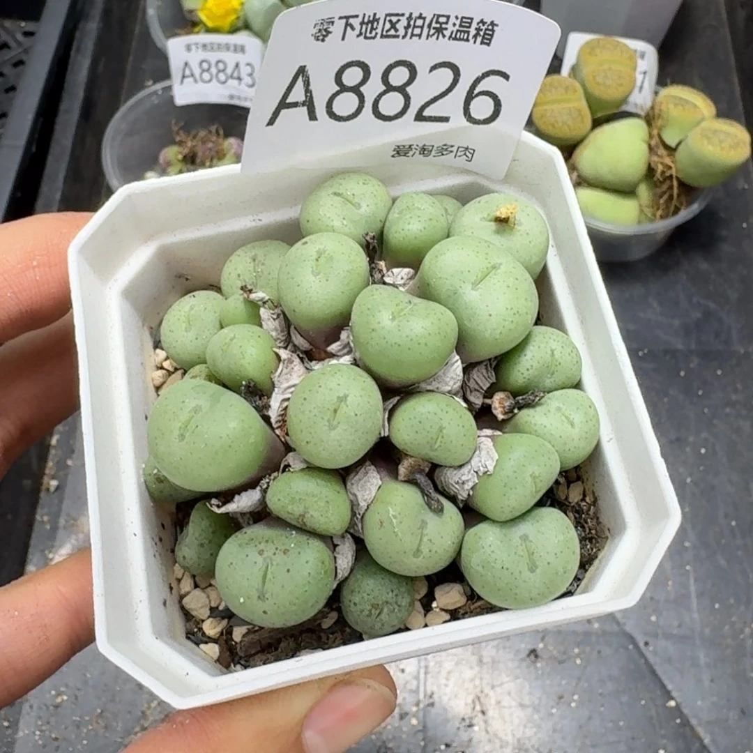 8826––零下地区需拍保温箱