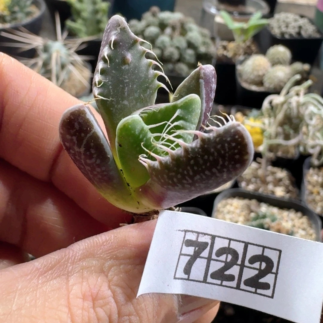 722须鲸脱土发货实生