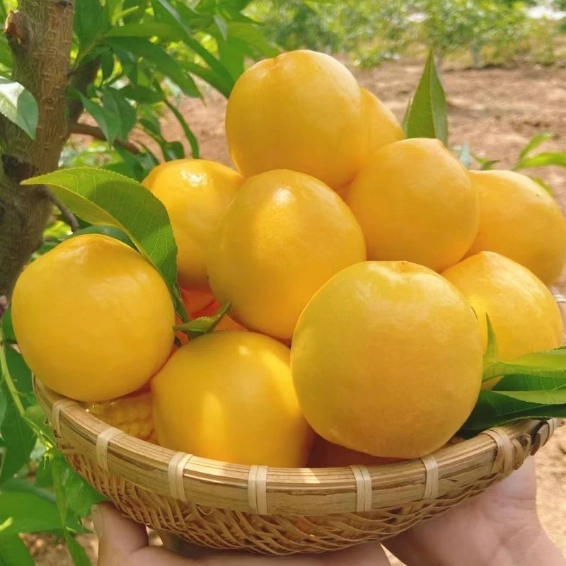 正宗山东蒙阴黄金油桃新鲜应季水果鲜吃脆甜放软爆汁