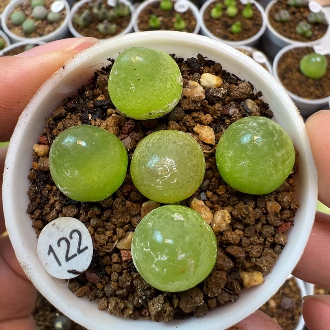 灯泡5颗脱土122000