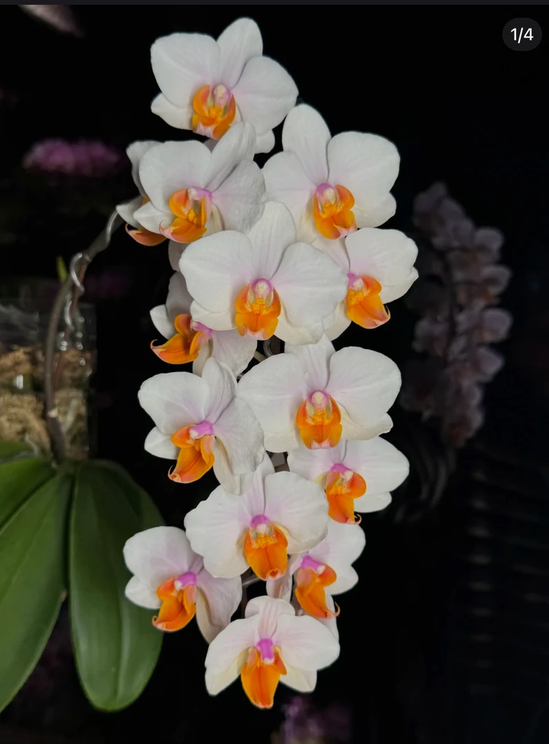 豆蔻年华大舌头1.7寸杯 根系好