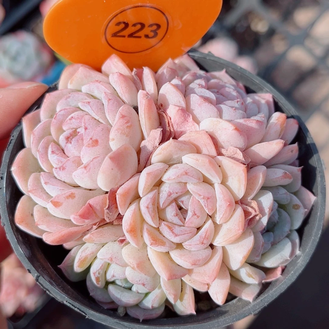 223号小老桩玉凝群