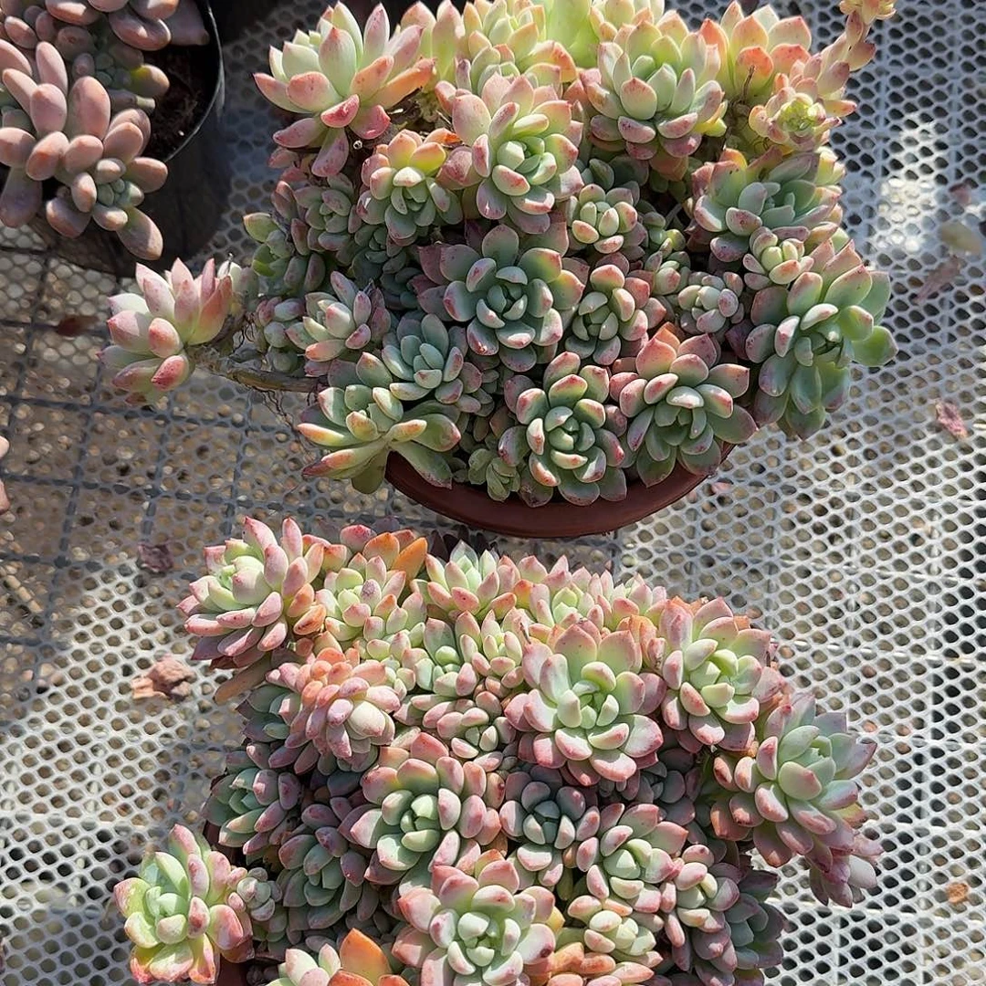 桃酥多肉植物精品