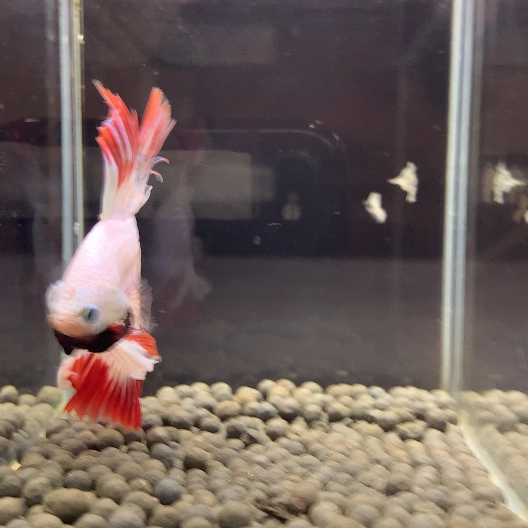 海水鱼七弟泰国斗鱼39