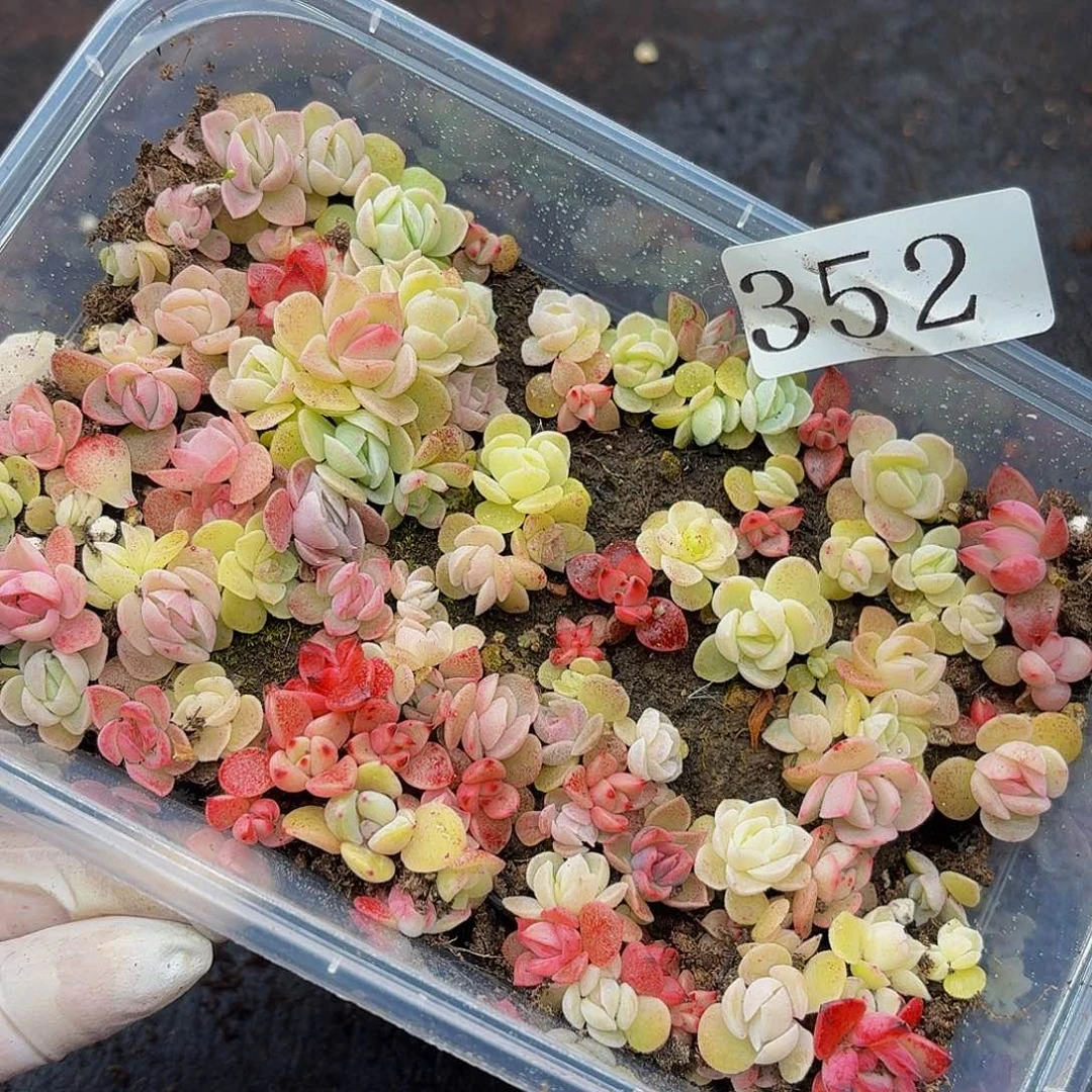 多肉植物多肉植物352