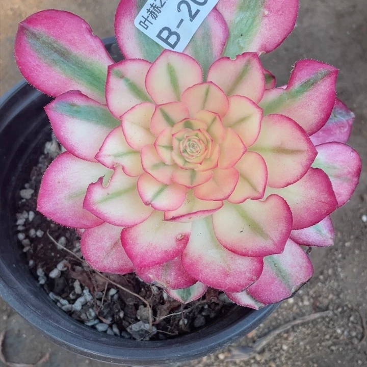 203倾城多肉12345678