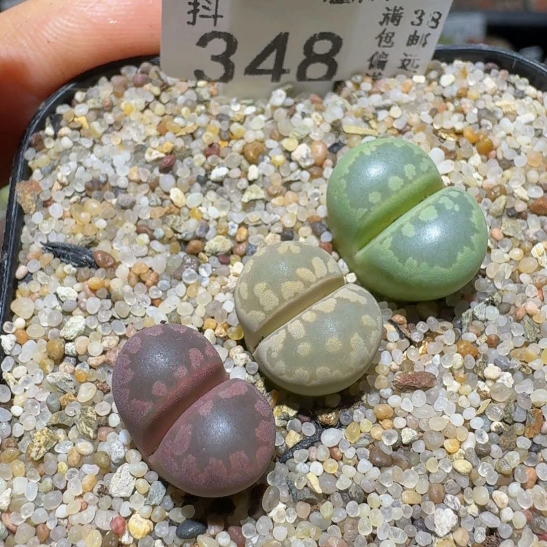 Sssss精品生石花348