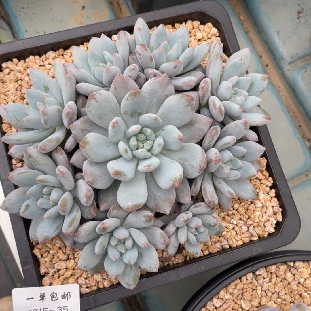 1015-35-半夏。。，。。