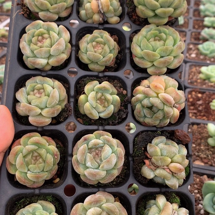 白色恋人一物一拍