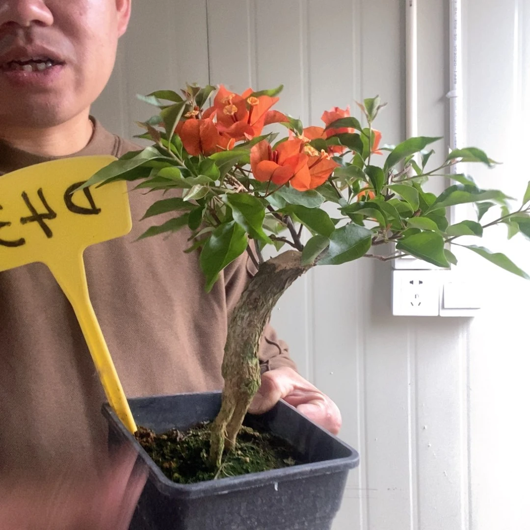 曾*森三角梅桑巴D43