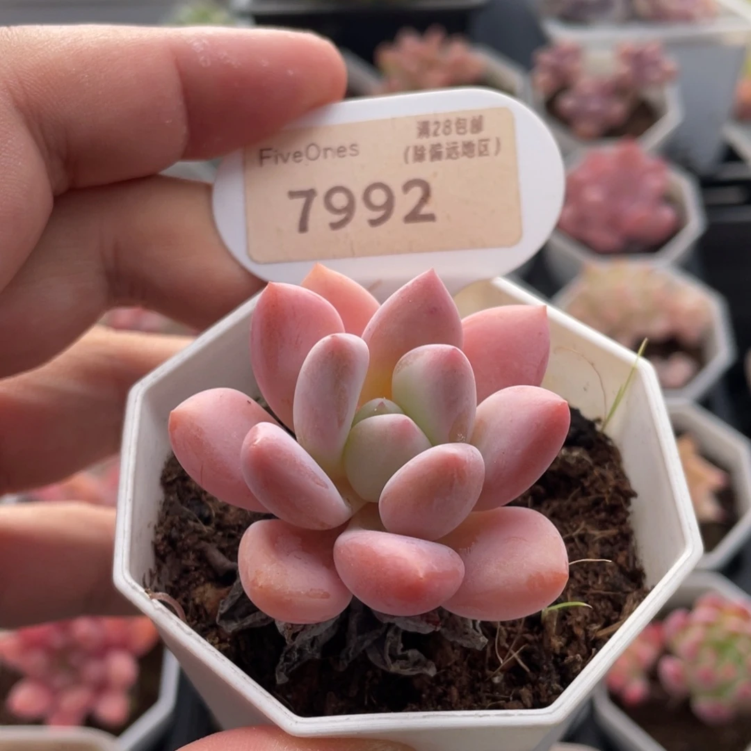 奥普琳娜7992-4.5厘米