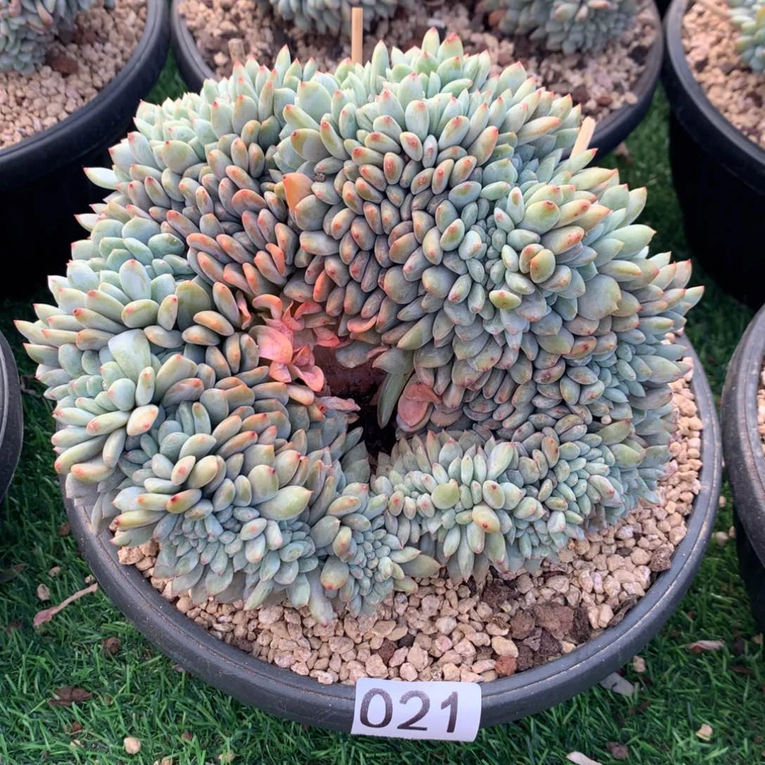 021橙子111111111111