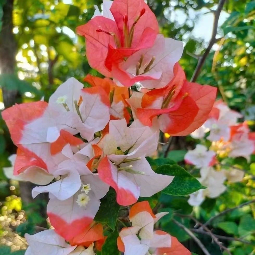 【橙口红】三角梅小苗勤花品种四季开花好养活庭院盆栽植物