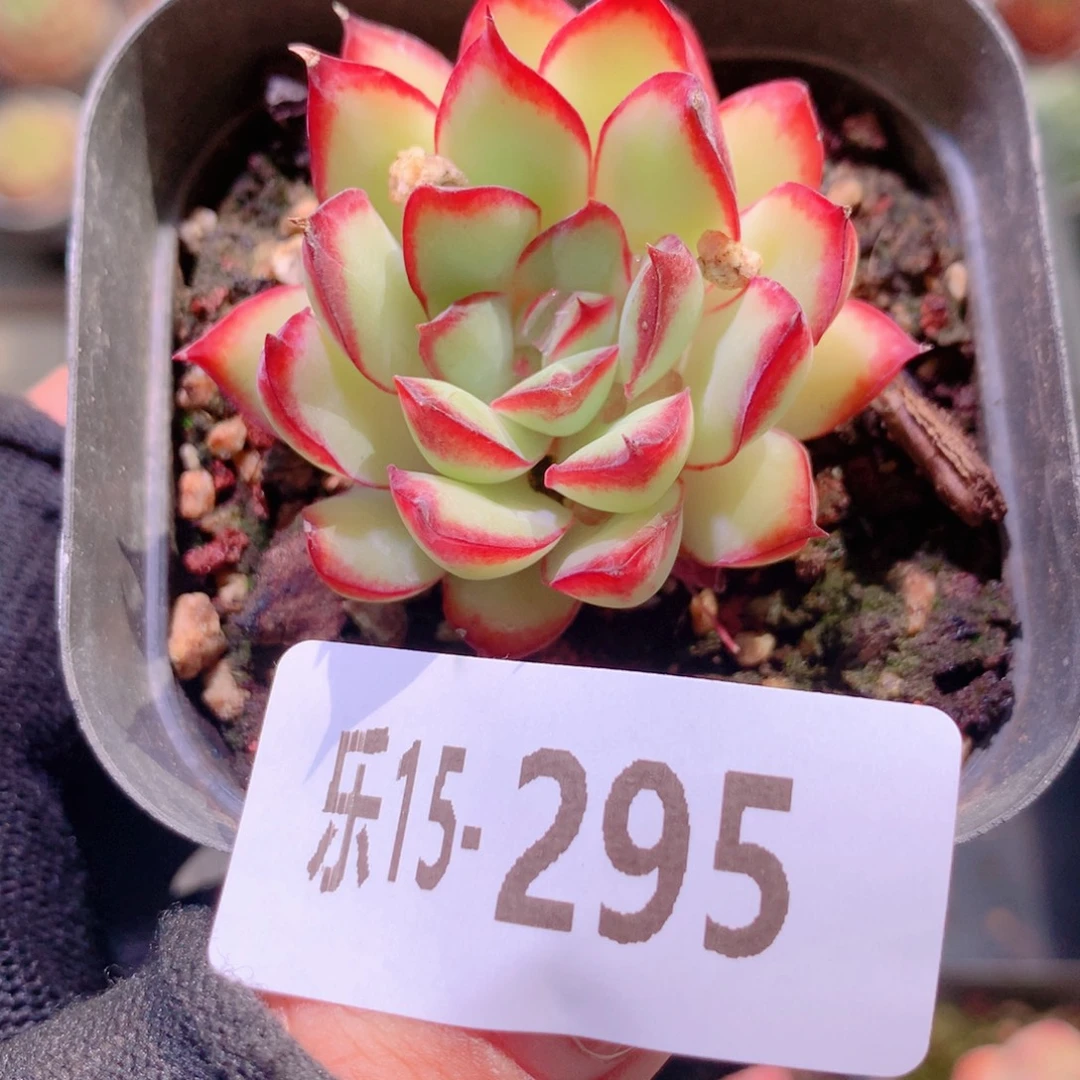乐然15-295 原始林隐