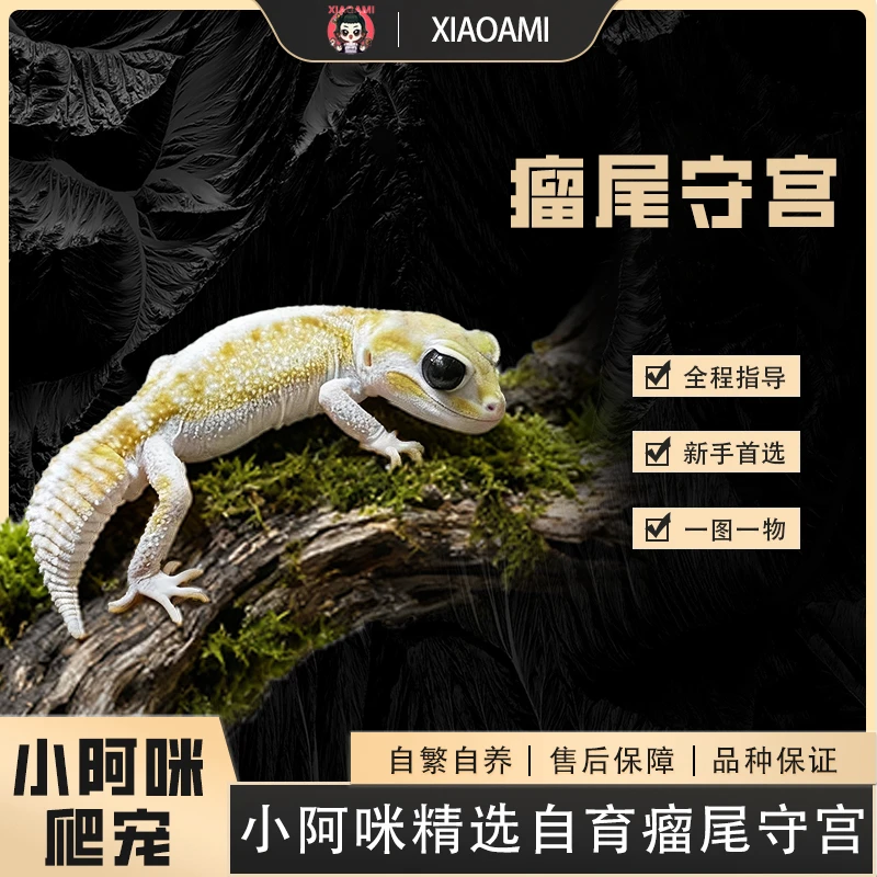 【瘤尾守宫】皮卡丘小火龙草莓软糖可爱小瘤尾