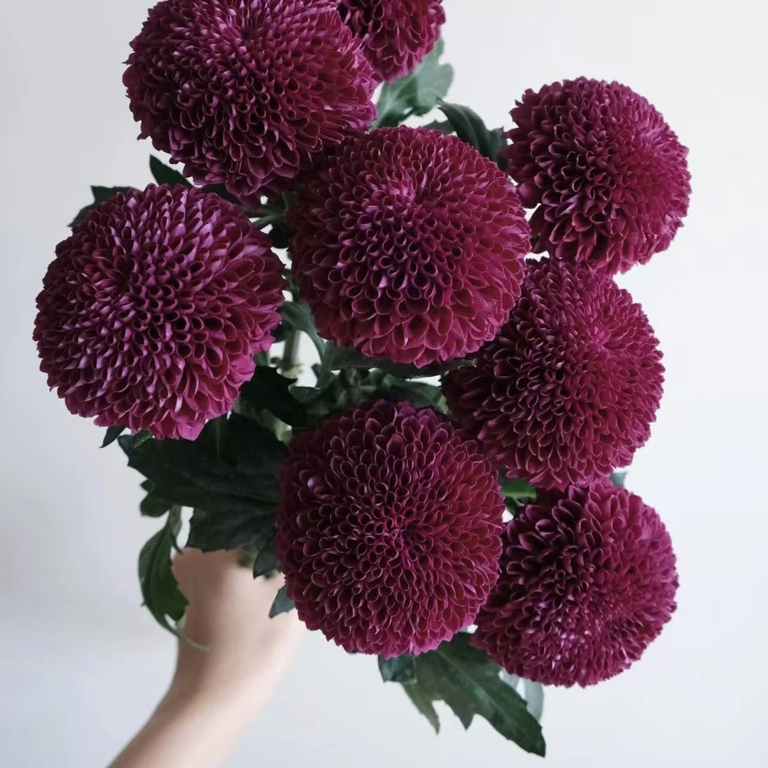 10枝紫色乒乓菊 (两单发顺丰或京东快递)