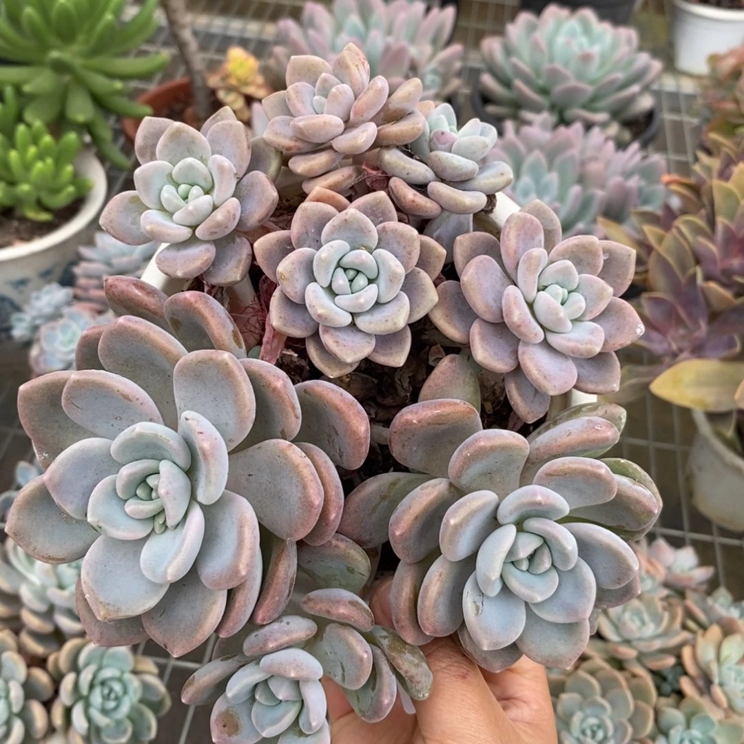 4887克洛伊一物一拍